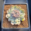 Echeveria 'Acacia' Jelly Type 2"-3" Succulent Plant Cutting
