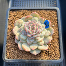 Echeveria 'Acacia' Jelly Type 2"-3" Succulent Plant Cutting