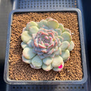 Echeveria 'Acacia' Jelly Type 2"-3" Succulent Plant Cutting