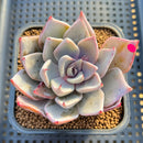 Echeveria Cuspidata var. Cuspidata 3" Succulent Plant Cutting
