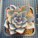 Echeveria Cuspidata var. Cuspidata 3" Succulent Plant Cutting