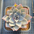 Echeveria Cuspidata var. Cuspidata 3" Succulent Plant Cutting