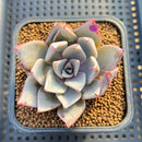 Echeveria Cuspidata var. Cuspidata 3" Succulent Plant Cutting