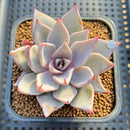 Echeveria Cuspidata var. Cuspidata 3" Succulent Plant Cutting