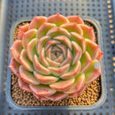 Echeveria 'Fontana' New Hybrid 2"-3" Succulent Plant Cutting