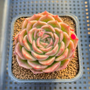 Echeveria 'Fontana' New Hybrid 2"-3" Succulent Plant Cutting