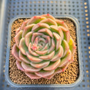 Echeveria 'Fontana' New Hybrid 2"-3" Succulent Plant Cutting