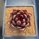 Echeveria sp. 2"-3" Succulent Plant Cutting