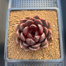Echeveria sp. 2"-3" Succulent Plant Cutting