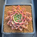 Echeveria 'Raphael' 3"-4" Succulent Plant Cutting