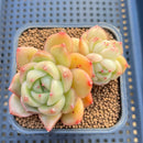 Echeveria 'Chanel' Jelly Type 2" Succulent Plant Cutting