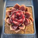 Pachyveria 'Entetee' 3" New Hybrid Succulent Plant Cutting