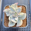 Echeveria 'Harry Watson' Mutated 2" Succulent Plant Cutting