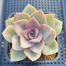 Echeveria 'Perle Von Nurnberg' Green Form 2" Succulent Plant Cutting