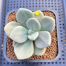 Cremnophila Nutans 2" Succulent Plant Cutting
