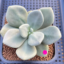 Cremnophila Nutans 2" Succulent Plant Cutting