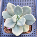 Cremnophila Nutans 2" Succulent Plant Cutting