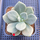 Cremnophila Nutans 2" Succulent Plant Cutting