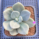 Cremnophila Nutans 2" Succulent Plant Cutting