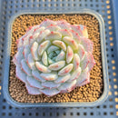 Echeveria 'Lovely' 2" Succulent Plant Cutting