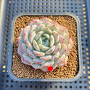 Echeveria 'Lovely' 2" Succulent Plant Cutting