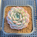 Echeveria 'Lovely' 2" Succulent Plant Cutting