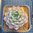 Echeveria 'Lovely' 2" Succulent Plant Cutting