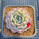 Echeveria 'Lovely' 2" Succulent Plant Cutting