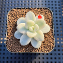 Graptoveria 'Caviar' Variegated 1" Succulent Plant Cutting