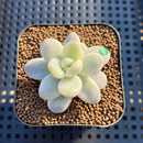 Graptoveria 'Caviar' Variegated 1" Succulent Plant Cutting