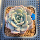 Echeveria 'Ice Cream' 2" Succulent Plant Cutting