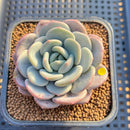 Echeveria 'Ice Cream' 2" Succulent Plant Cutting