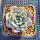 Echeveria 'Ice Cream' 2" Succulent Plant Cutting