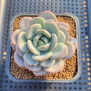 Echeveria 'Ice Cream' 2" Succulent Plant Cutting