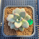 Graptoveria 'Miguem' 2" Succulent Plant Cutting