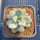 Graptoveria 'Miguem' 2" Succulent Plant Cutting
