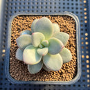 Graptoveria 'Miguem' 2" Succulent Plant Cutting