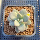 Graptoveria 'Miguem' 2" Succulent Plant Cutting