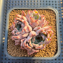 Echeveria 'Jackal' 2" Succulent Plant Cutting