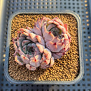 Echeveria 'Jackal' 2" Succulent Plant Cutting