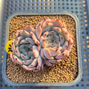 Echeveria 'Jackal' 2" Succulent Plant Cutting