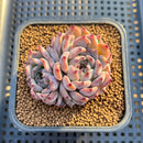 Echeveria 'Jackal' 2" Succulent Plant Cutting