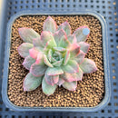 Echeveria 'Bradburiana' Variegated 2" Succulent Plant Cutting