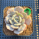 Echeveria 'Milk Purple' 2" Succulent Plant Cutting