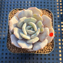 Echeveria 'Milk Purple' 2" Succulent Plant Cutting