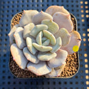 Echeveria 'Milk Purple' 2" Succulent Plant Cutting