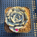 Echeveria 'Milk Purple' 2" Succulent Plant Cutting