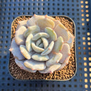 Echeveria 'Milk Purple' 2" Succulent Plant Cutting