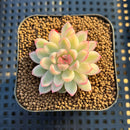 Echeveria 'Mebina' Variegated 1"-2" Succulent Plant Cutting