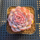 Echeveria 'Amazing Grace' 2" Changhee Hybrid Succulent Plant Cutting